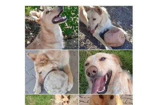 Cão desaparecido em Castelo Branco