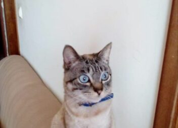 "Nico" está desaparecido em Castelo Branco