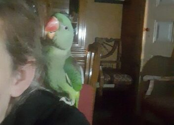 Papagaio desapareceu em Castelo Branco