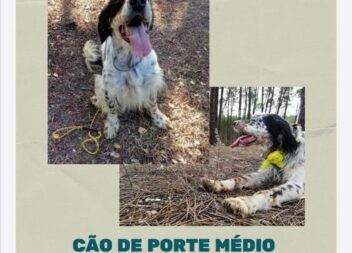 Procura-se Kas, desapareceu em Pousafoles