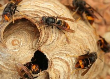 Proença-a-Nova destruiu 139 ninhos de vespa asiática em 2021, três vezes mais do