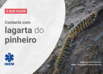 O que fazer após o contacto com a Lagarta do Pinheiro, que pode provocar uma rea