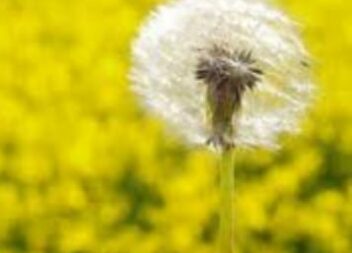Alergias: Concentração de pólen elevada pelo menos até quinta-feira