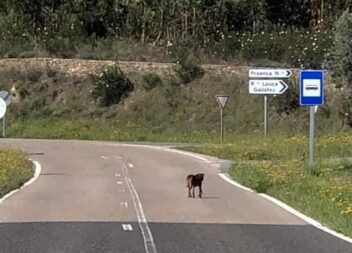 Cão perdido na zona de Proença-a-Nova