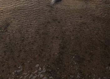 Poluição e peixes mortos